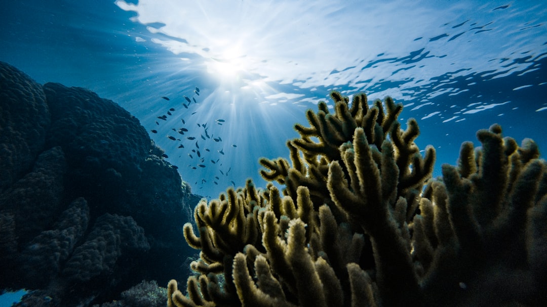 Photo Underwater palace